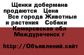 Щенки добермана  продаются › Цена ­ 45 000 - Все города Животные и растения » Собаки   . Кемеровская обл.,Междуреченск г.